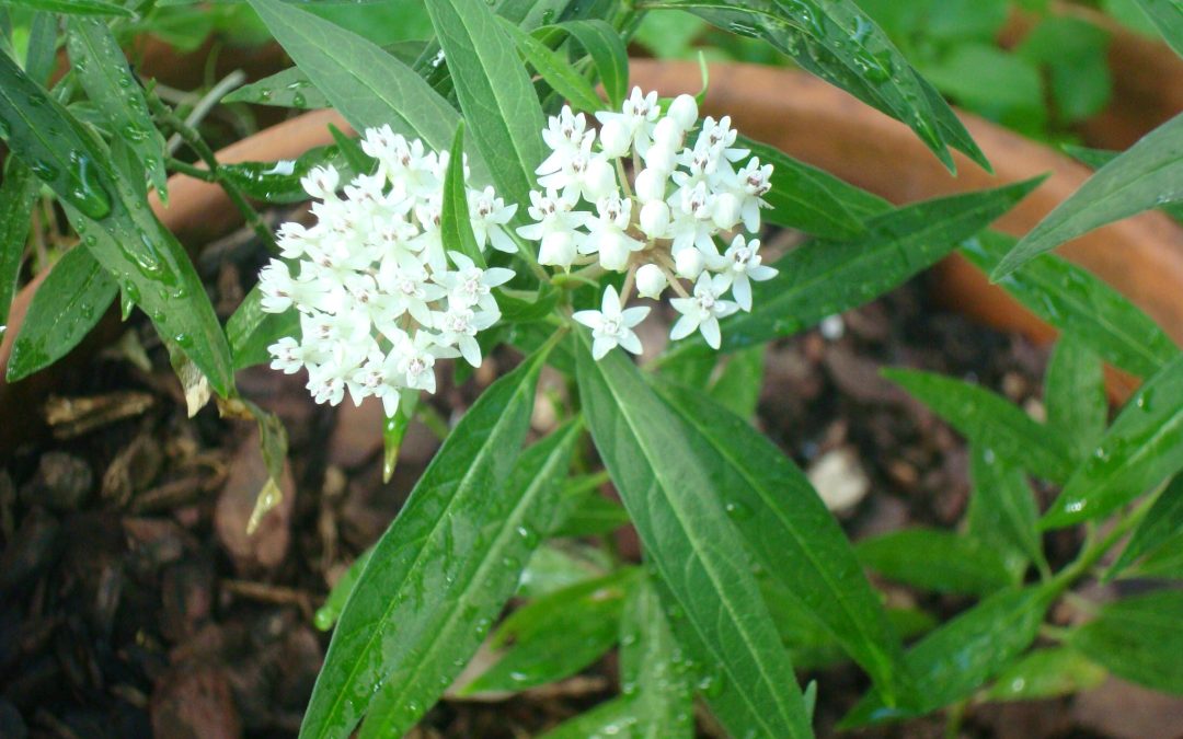 How Non-Native Milkweed Plants are Harming Monarch Butterflies