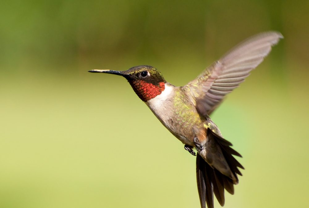 Attracting Hummingbirds with Florida Native Plants