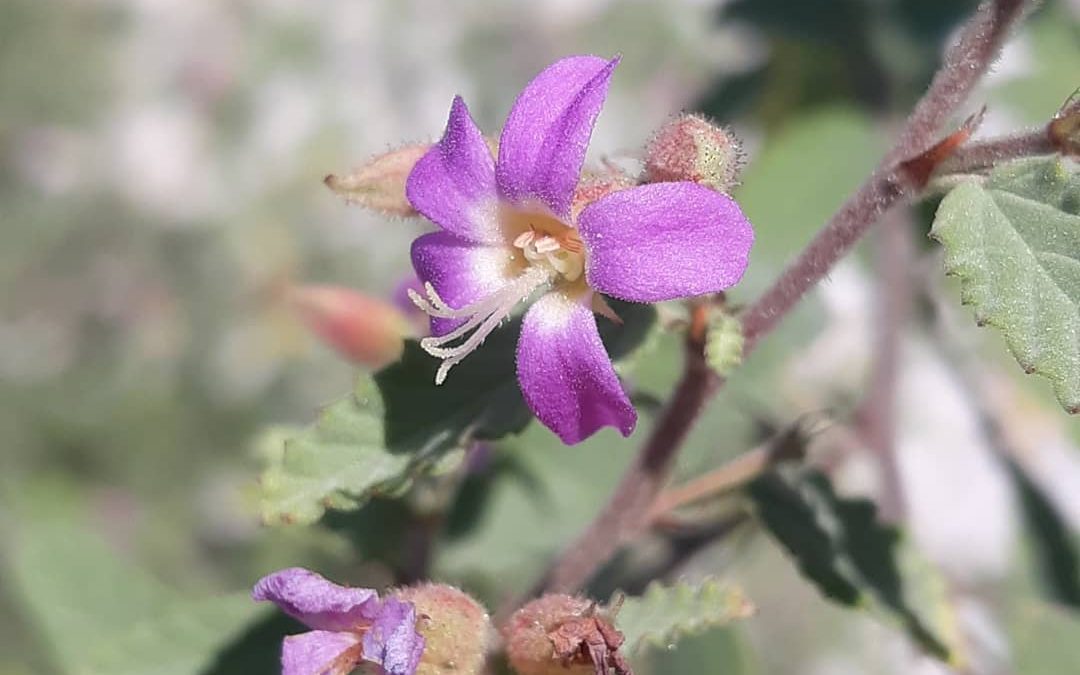 Grayleaf Shrub Success Story