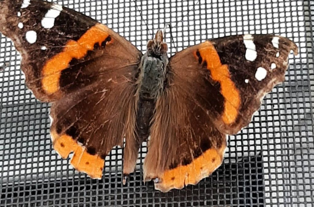 Red Admiral Butterfly