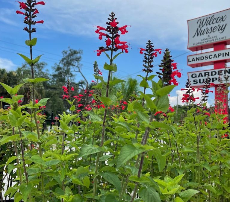 Tropical Sage, Salvia coccinea