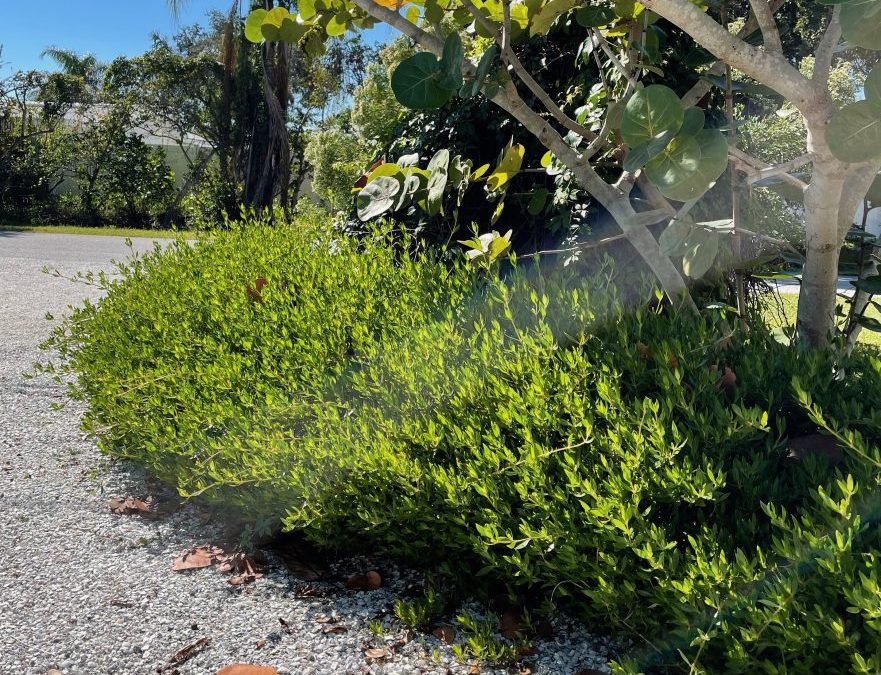 Beach Creeper, Ernodia littoralis