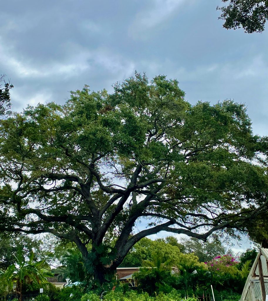 5 Most Wind-Resistant Trees for Tampa Bay Properties