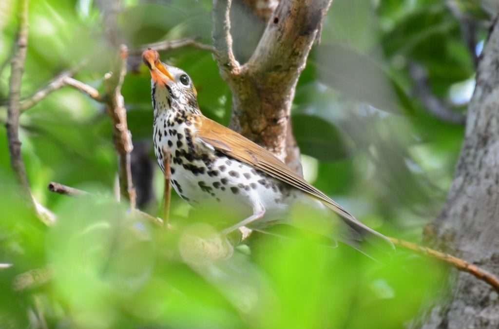 Gardening For Birds